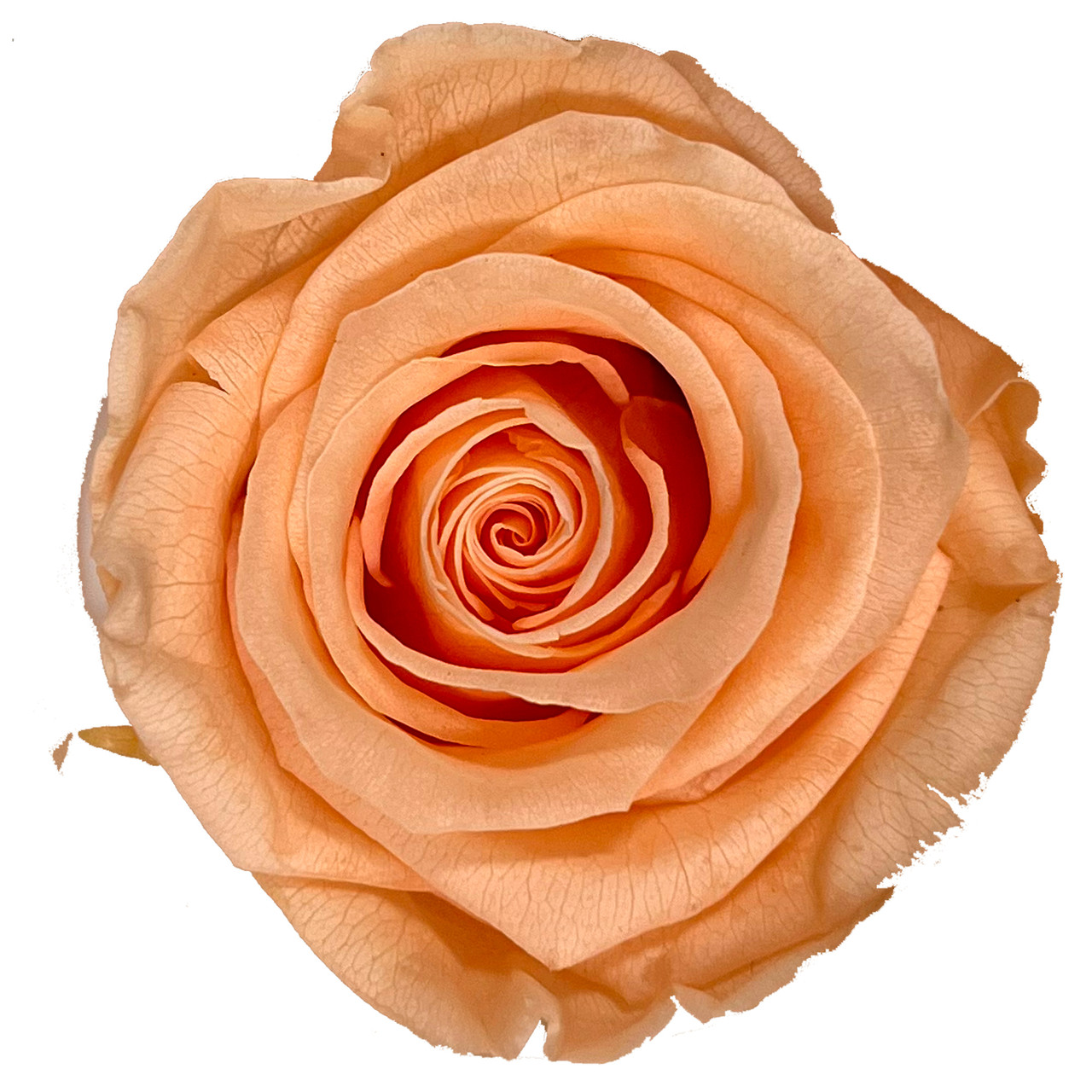 XL Premium Preserved Roses Peach 6 Pack LO Florist Supplies