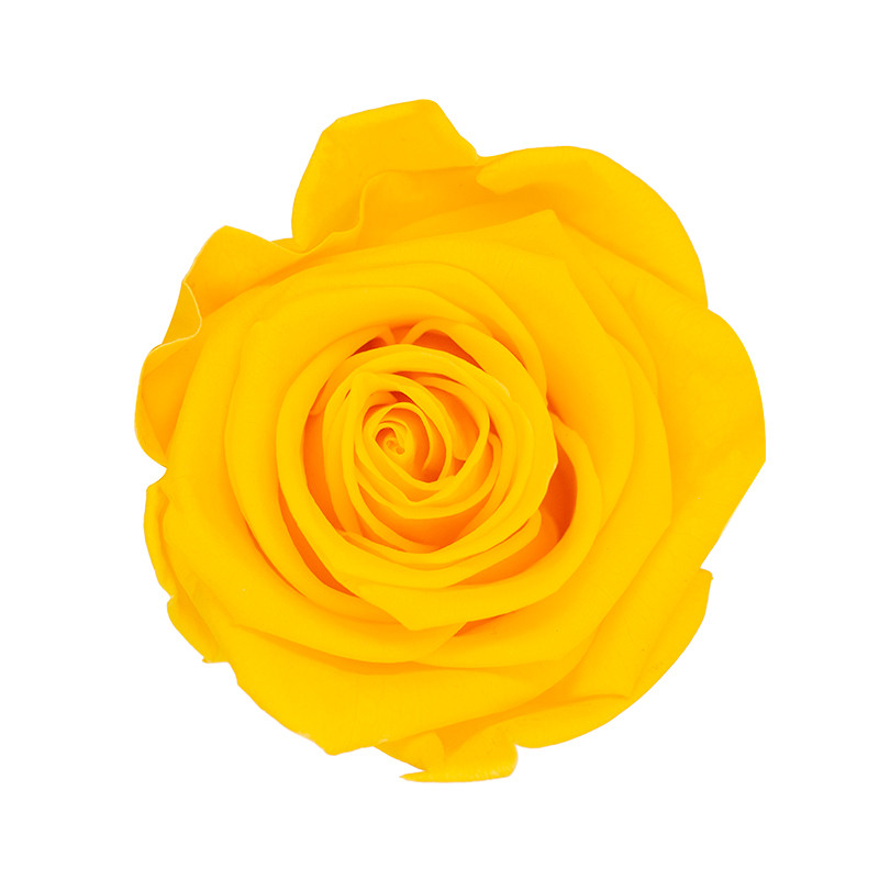 XL Premium Preserved Roses Yellow 6 Pack LO Florist Supplies