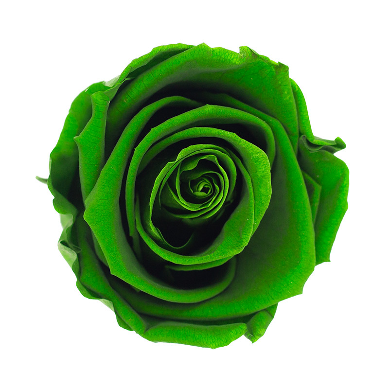 XL Premium Preserved Roses Emerald Green 6 Pack LO Florist Supplies