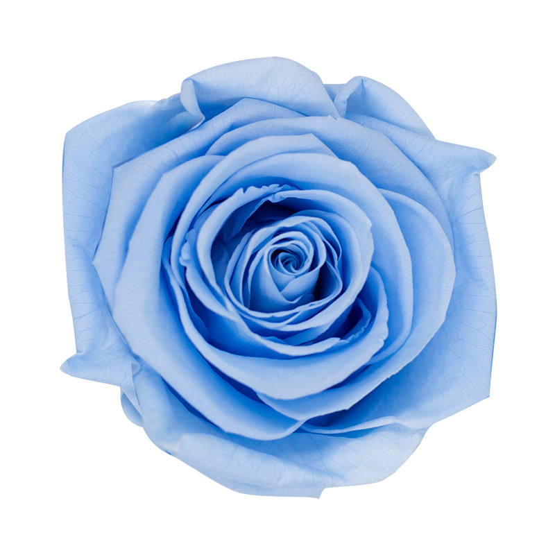 XL Premium Preserved Roses Baby Blue 6 Pack LO Florist Supplies