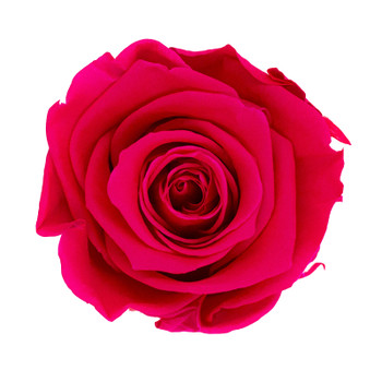 XL Premium Preserved Roses - Hot Pink - 6 Pack