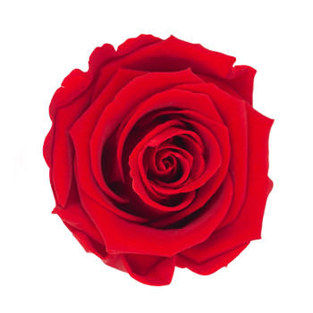 XL Premium Preserved Roses - Red - 6 Pack