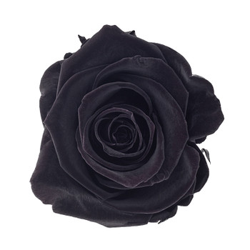 XL Premium Preserved Roses - Black - 6 Pack.