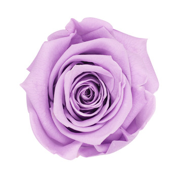 XL Premium Preserved Roses - Lavender - 6 Pack.