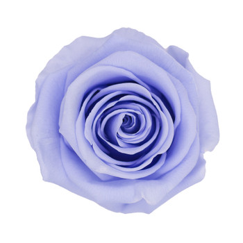 XL Premium Preserved Roses - Cool Lavender - 6 Pack