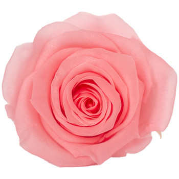 XL Premium Preserved Roses - Pink - 6 Pack