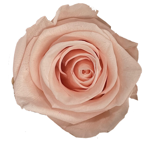 XL Premium Preserved Roses - Pink - 6 Pack