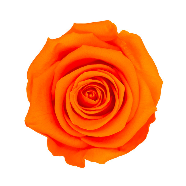 XL Premium Preserved Roses - Orange Flame - 6 Pack