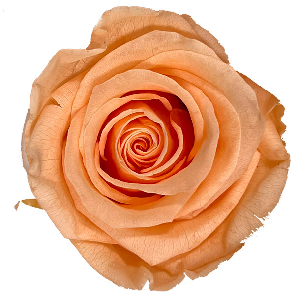 XL Premium Preserved Roses - Peach - 6 Pack