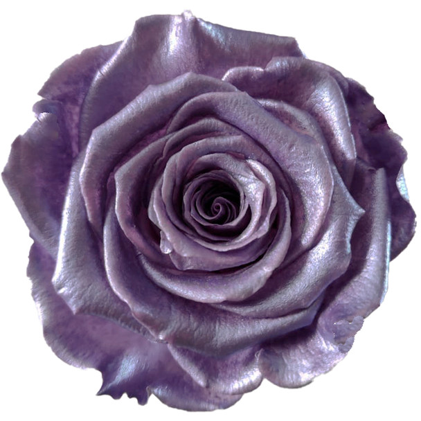 XL Metallic Preserved Roses - Lavender - 6 Pack