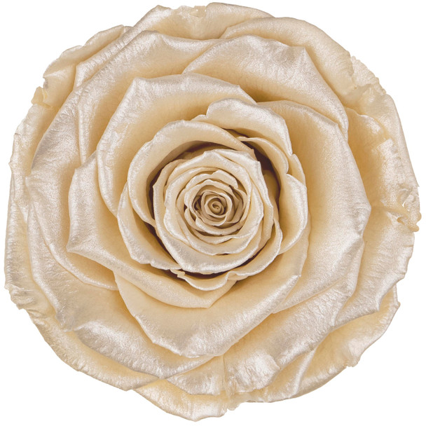 XL Pearled Satin Preserved Roses - Champagne - 6 Pack