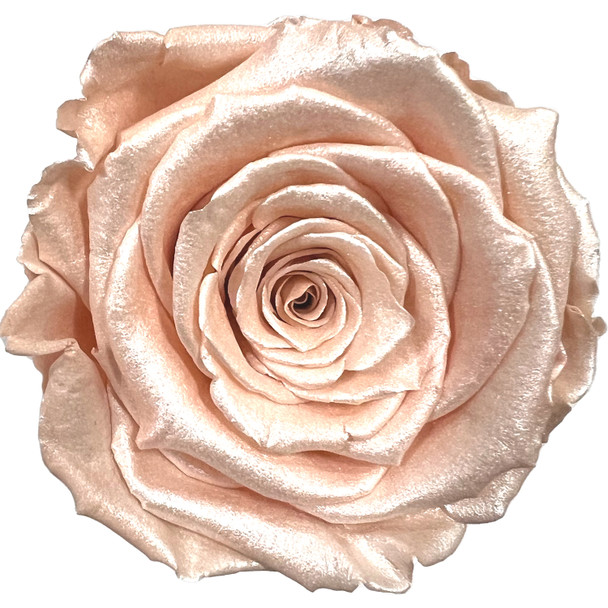 XL Pearled Satin Preserved Roses - Peach - 6 Pack