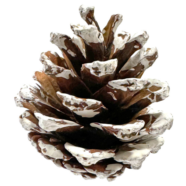 Premium Preserved Pinecones - 95-100 PC - Frosted