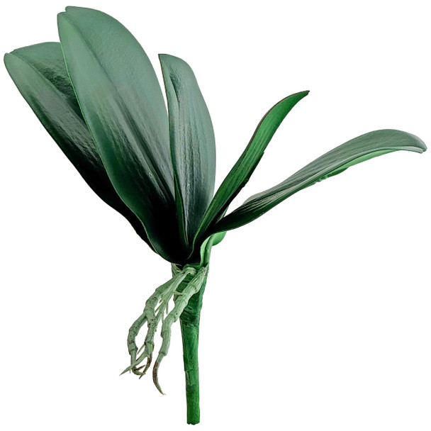9" Silk Phalaenopsis Orchid Base Leaves with Roots