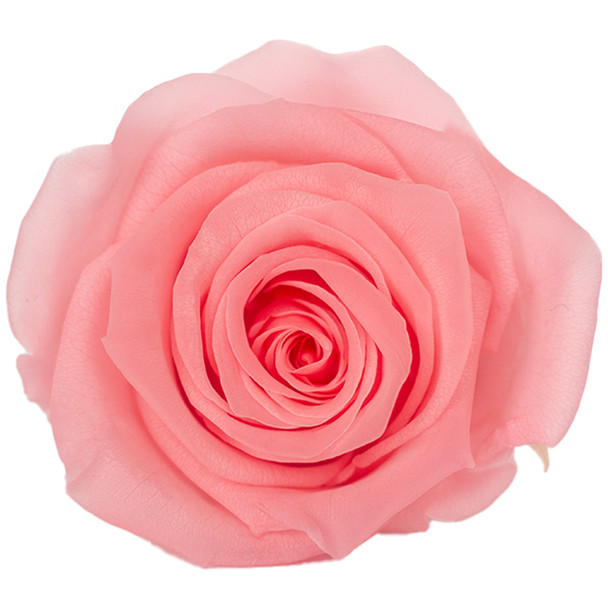 XL Premium Preserved Roses - Pink - 6 Pack