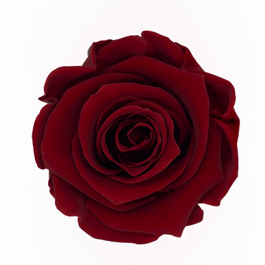 Royal Red Roses XL Premium Preserved Roses - Royal Red - 6 Pack - LO Florist Supplies