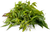 Neem & Roses  Body Bar