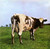 Pink Floyd - Atom Heart Mother (180g Stereo Remaster)