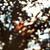 Pink Floyd - Obscured By Clouds (Beautiful Copy NM Vinyl)