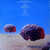 Rush – Hemispheres (LP used Canada 1978 red transparent vinyl NM/VG)