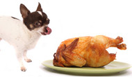 Turkey Day Infographic: Which Thanksgiving Foods Are Good For Fido?