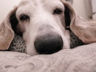 Young at Heart – Adopting a Senior Dog