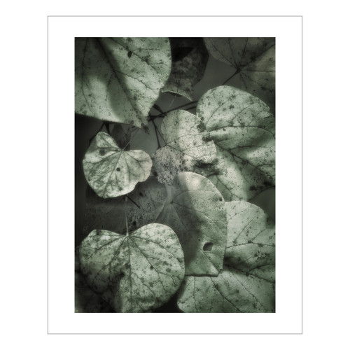 Green Rounded Leaves