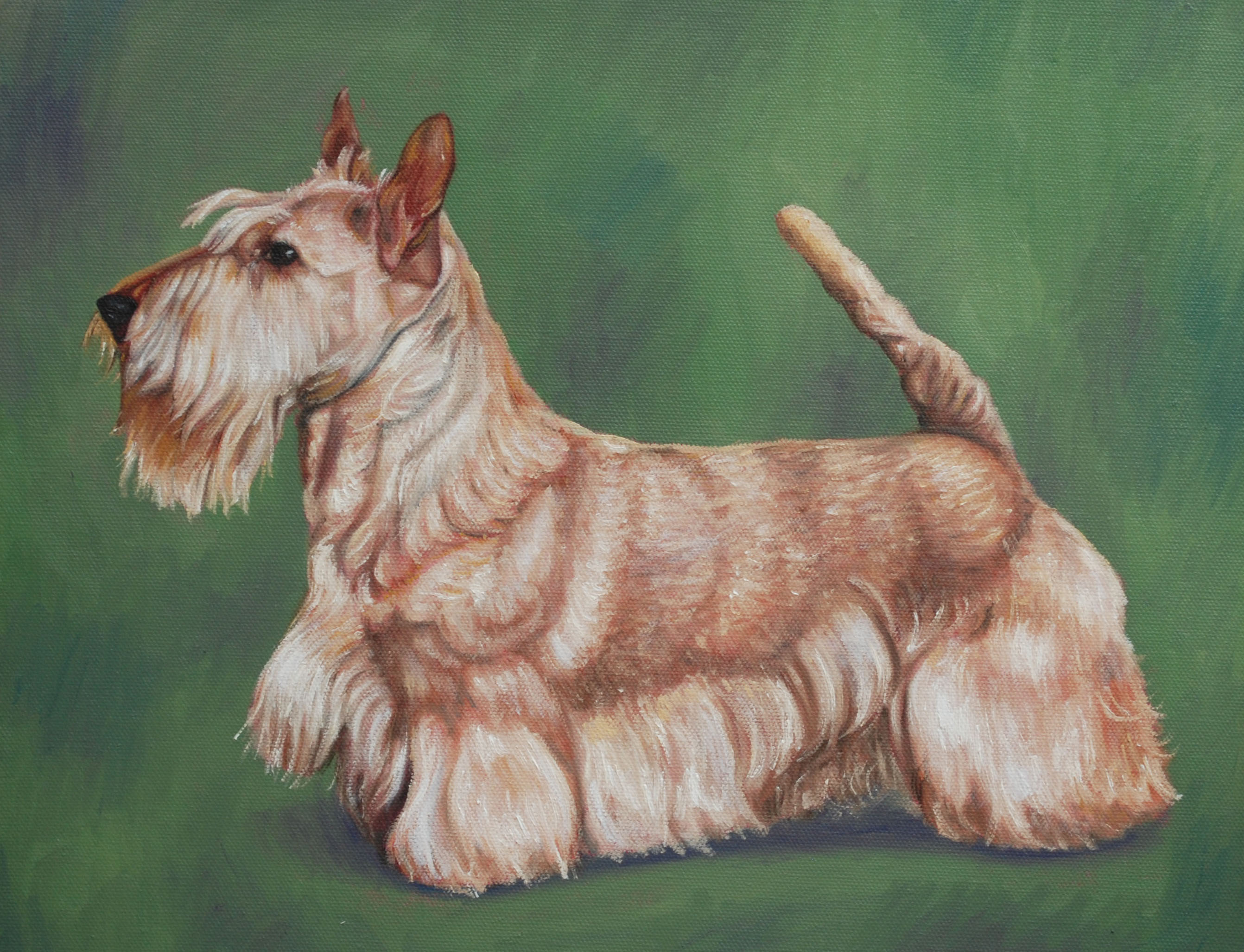 wheatenscottie.jpg