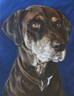 12"  X 16" Custom Pet Painting- One Pet, No Background