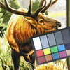 Elk Wall Hanging | Cynthie Fisher | 24x44 inch panel  | Quilting Fabric | 100% Cotton | 44 wide | By the Panel 5292