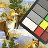 Winter Foxes | Hautman | Maine Wildlife | Quilting Fabric | 100% Cotton | 44 wide | By the Yard 5297