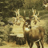 Wildlife Print With Deer And Evergreens Drapery Fabric