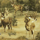 deer wildlife fabric