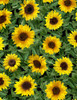 Timeless Treasures Fleur C1133 Sunflowers Black | SOLD BY THE HALF-YARD