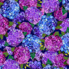 QT Fabrics Hydrangea Blooms 29559-X Packed Hydrangeas | Sold By Half-Yard