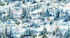 Beyond the Pines Digital by Henry Glass 3688-76 Pine Tree Scenic Large - Blue Spruce Multi | SOLD BY THE HALF-YARD