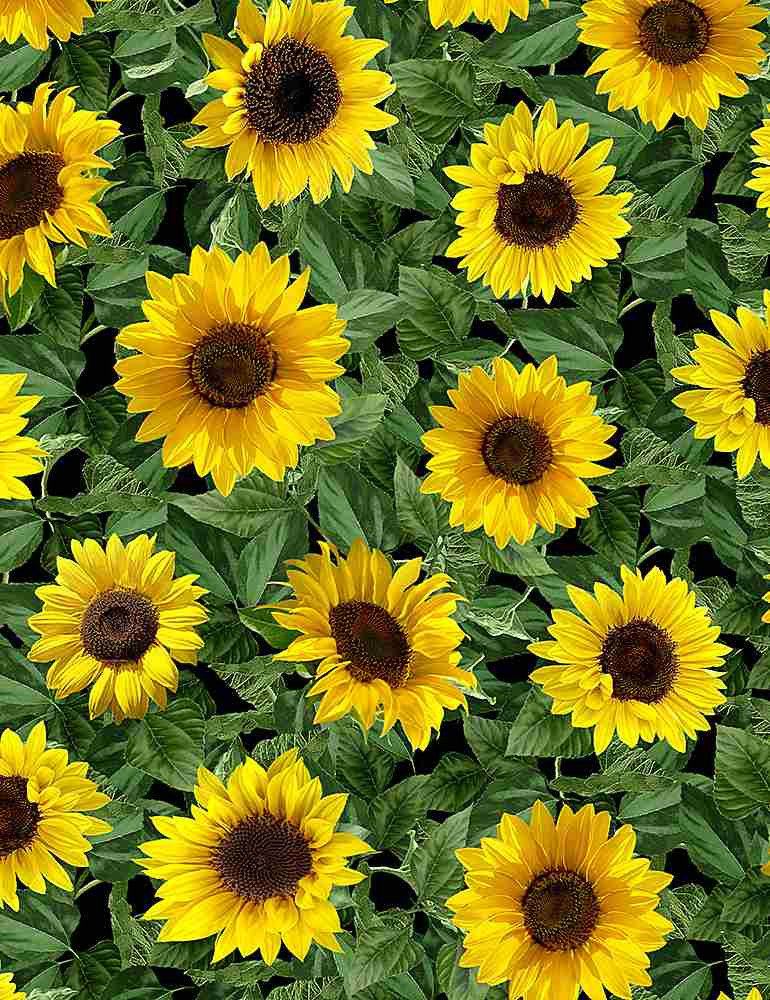 Timeless Treasures Fleur C1133 Sunflowers Black | Per Half Yard