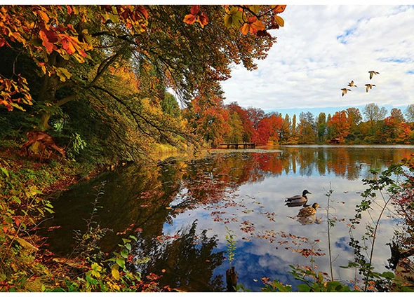 Hoffman On The Path to Fall PANEL Y5790-311 Lake Ducks Fall