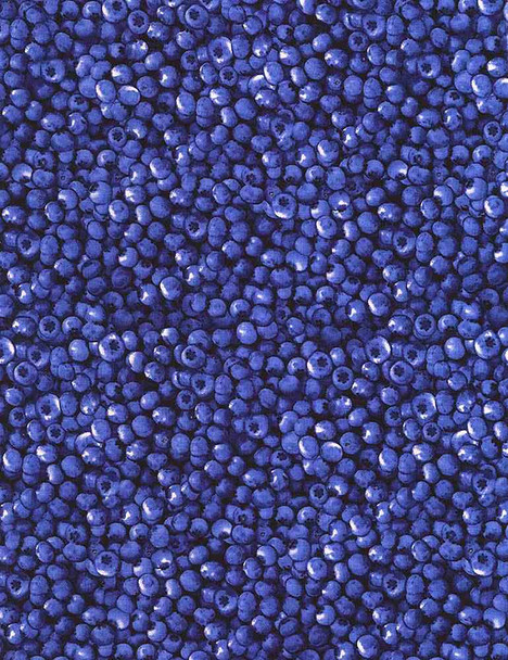 Timeless Treasures Packed Blueberries FRUIT C1809 Blueberry |Per Half Yard