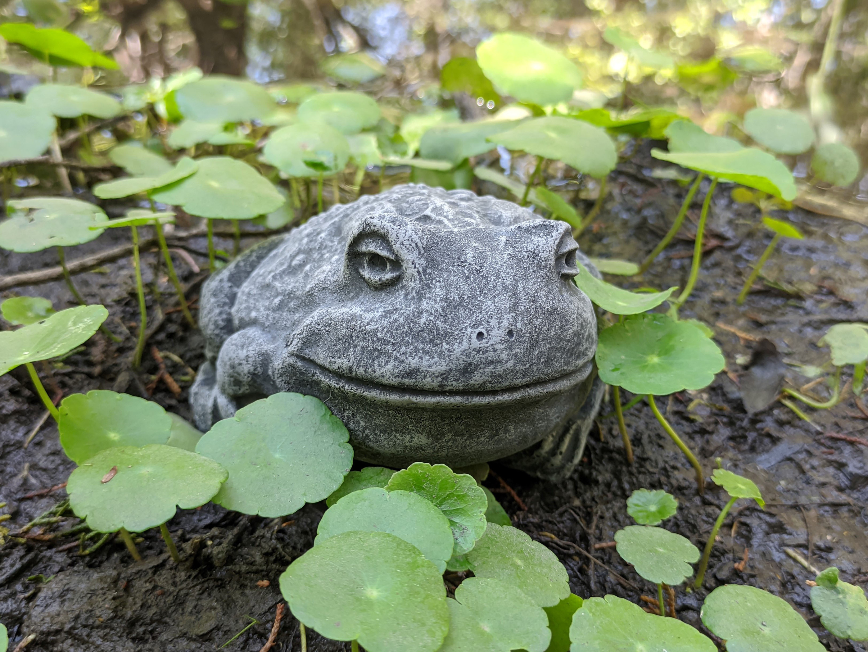 Chilled and Relaxed Toad Concrete Statue