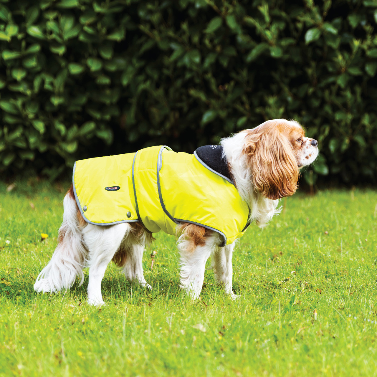 ancol dog coat stormguard