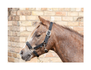 Cameo Equine Fieldsafe Headcollar Cameo Equine Fieldsafe Headcollar