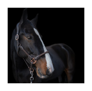 Cameo Equine Anatomic Leather Headcollar Cameo Equine Anatomic Leather Headcollar
