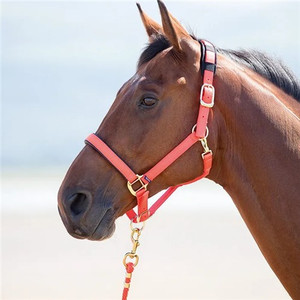 Shires Topaz Nylon Headcollar` Shires Topaz Nylon Headcollar`