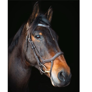 Cameo Equine Performance Anatomic Bridle With Flexi Bio Reins Cameo Equine Performance Anatomic Bridle With Flexi Bio Reins