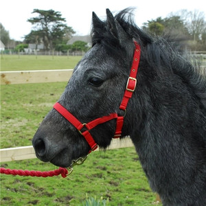 Rhinegold Nylon Foal Headcollar