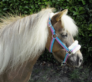 Rhinegold Bright Striped Fur Trim Headcollar Rhinegold Bright Striped Fur Trim Headcollar