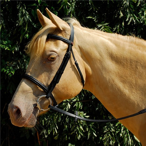 Windsor Equestrian Leather Snaffle Bridle with Cavesson Noseband Windsor Equestrian Leather Snaffle Bridle with Cavesson Noseband