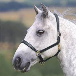 Velociti GARA Ragley Lined Leather Headcollar Regular Velociti GARA Ragley Lined Leather Headcollar Regular