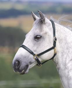 Velociti GARA Ragley Lined Leather Headcollar Regular Velociti GARA Ragley Lined Leather Headcollar Regular